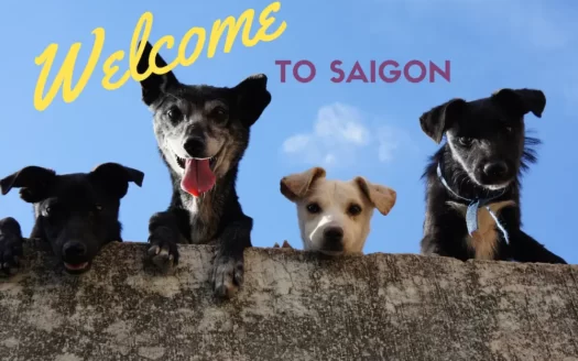 Expat's Guide to Owning a Pet in Saigon: Customs, Regulations, and Resources 7