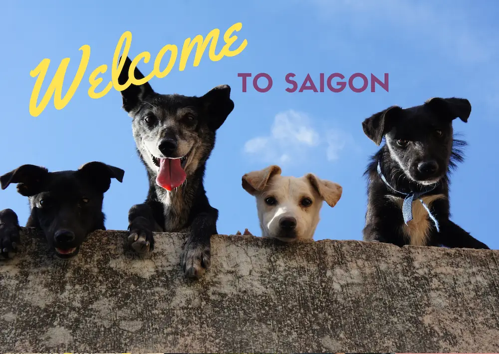Expat's Guide to Owning a Pet in Saigon: Customs, Regulations, Which apartment buildings and Resources 1